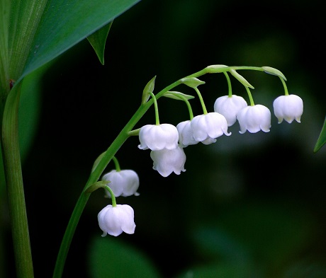 Lily of the Valley Bulbs In The Green (Convallaria majalis)